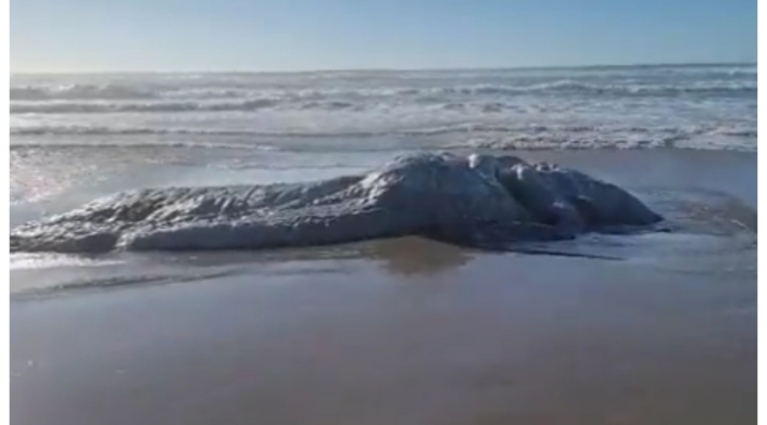 Extraña criatura apareció en medio de una playa en Oregón Extraña criatura apareció en medio de una playa en Oregón
