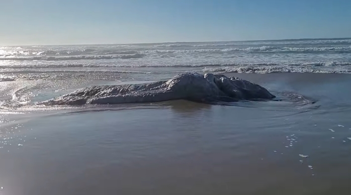 Monstruosa criatura aparece en una playa: nadie se explica qué es