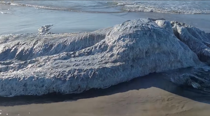 Monstruosa criatura aparece en una playa: nadie se explica qué es