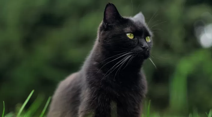 Gato negro Gato negro
