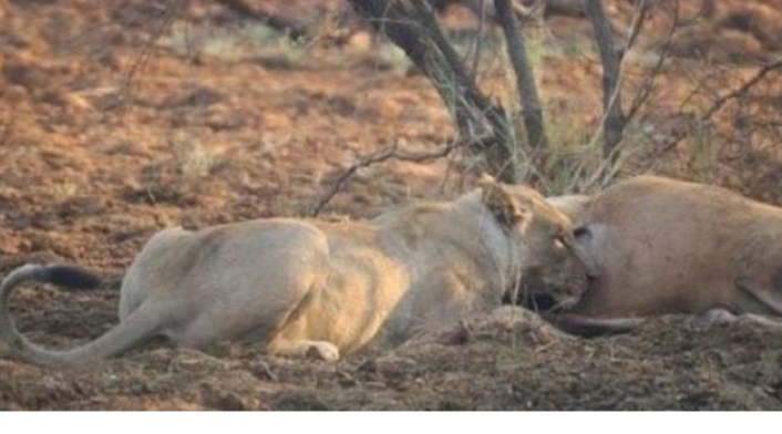 Leona comiendo a su presa