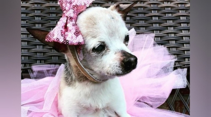 Pebbles, la perrita más longeva del mundo Pebbles, la perrita más longeva del mundo