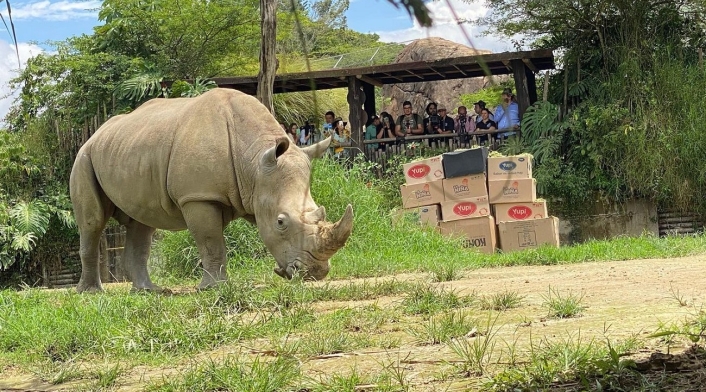 Pantaleón, el rinoceronte blanco que llegó al Bioparque Ukumarí Pantaleón, rinoceronte blanco