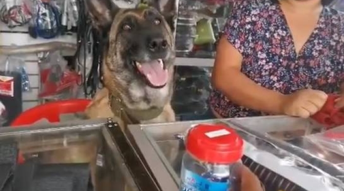 Perrito que atiende una ferretería Perrito que atiende una ferretería