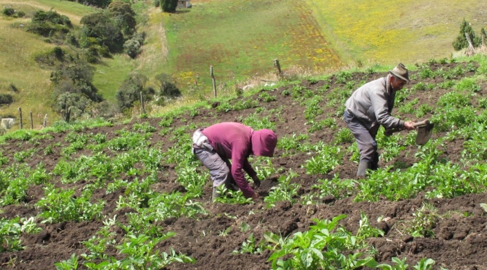 Sector agro Sector agro