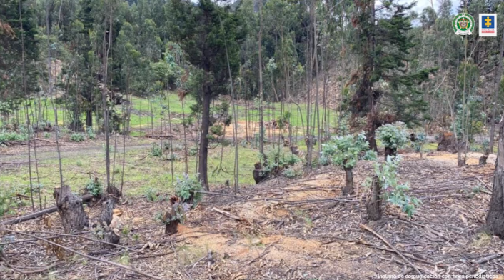 Deforestación