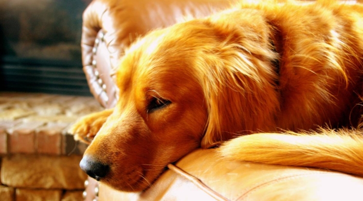 Familia convierte a su perro fallecido en alfombra Familia convierte a su perro fallecido en alfombra