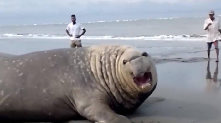 Elefante Marino