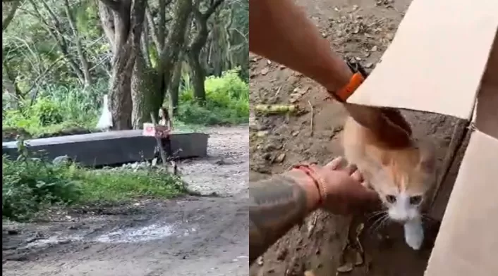 Mujer lanza gatitos al río