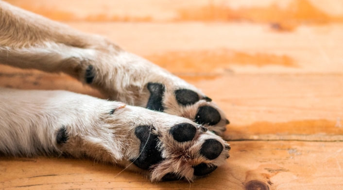Patas de perro Patas de perro