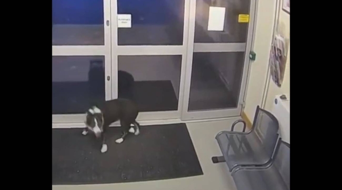 Perra perdida se 'entrega' en estación de Policía para volver con sus dueño Perra perdida se 'entrega' en estación de Policía para volver con sus dueño