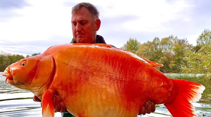 Pez dorado de 30 kilogramos Pez dorado de 30 kilogramos