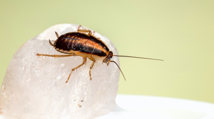 cucaracha cucaracha