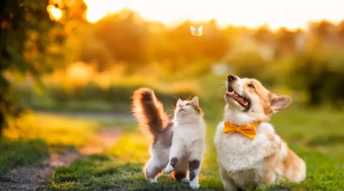 Tenencia de animales domésticos