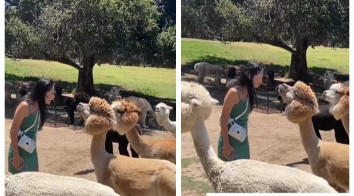Video: Alpaca escupió en la cara de una mujer que le iba a dar un beso Video: Alpaca escupió en la cara de una mujer que le iba a dar un beso
