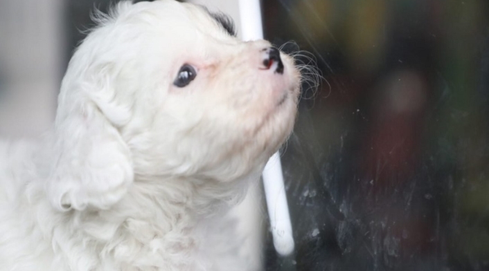 Mascotas Perrito blanco mirando por la ventana.