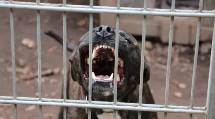 Perro pitbull Perro pitbull