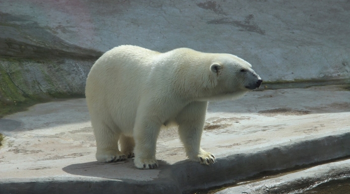Oso polar Oso polar