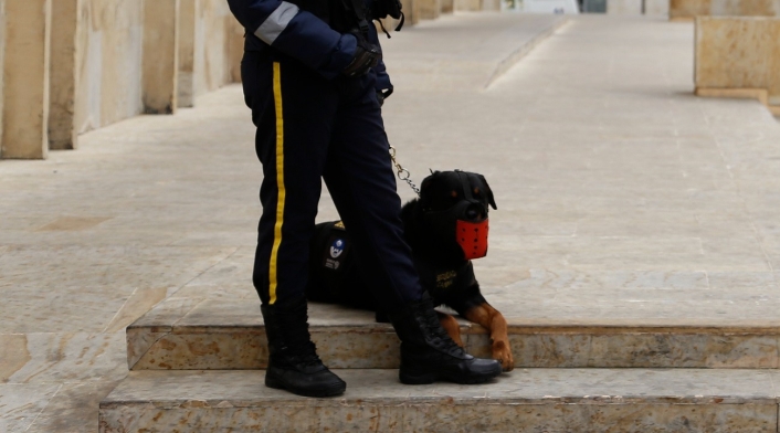 Perros de vigilancia y seguridad Perros de vigilancia y seguridad