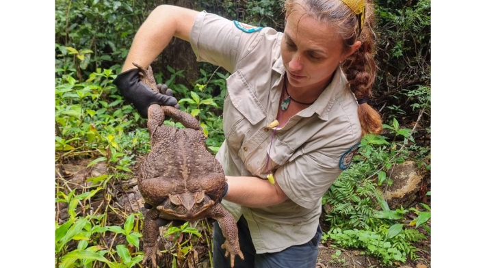 Un sapo de casi tres kilos fue hallado en un bosque de Australia.