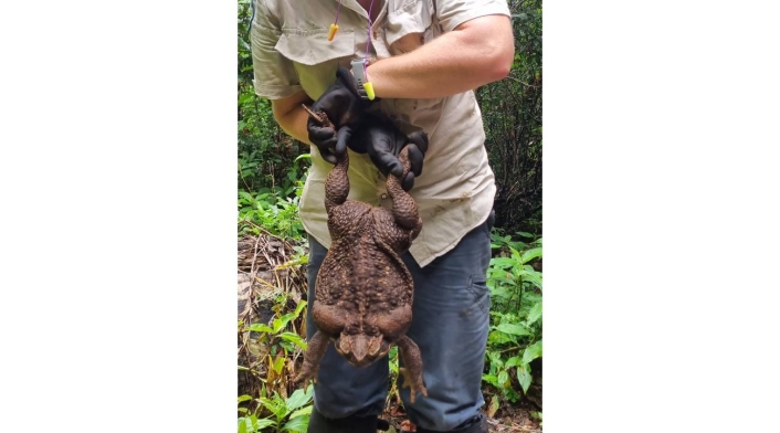 Un sapo de casi tres kilos fue hallado en un bosque de Australia.