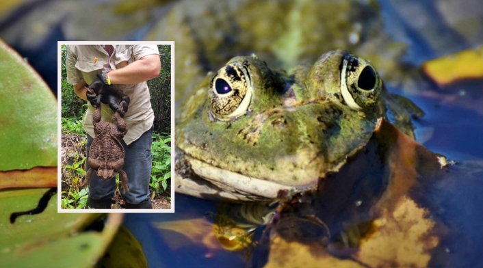 Un sapo de casi tres kilos hallado en bosque de Australia Un sapo de casi tres kilos hallado en bosque de Australia