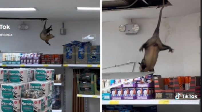 El gigante marsupial generó caos en el local zarigüeya se infiltró en un local comercial
