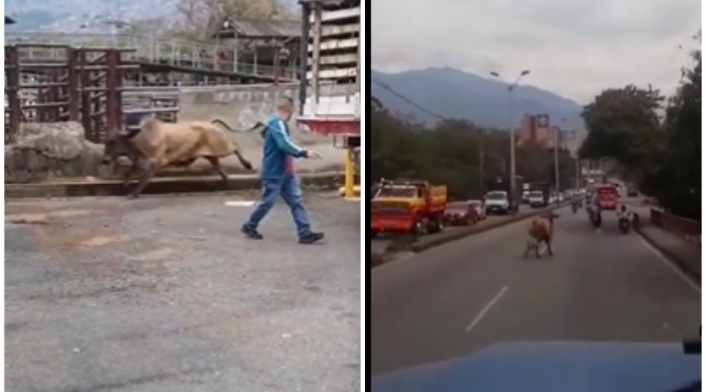 Toro que iba a ser sacrificado escapó y causó grave accidente de tránsito