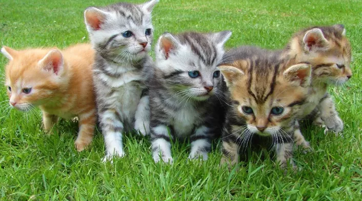 Día internacional de los gatos Día internacional de los gatos