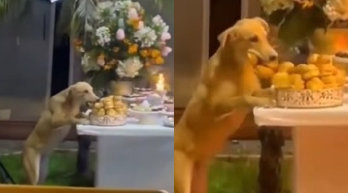 Un perrito se robó los pasabocas de una fiesta Un perrito se robó los pasabocas de una fiesta