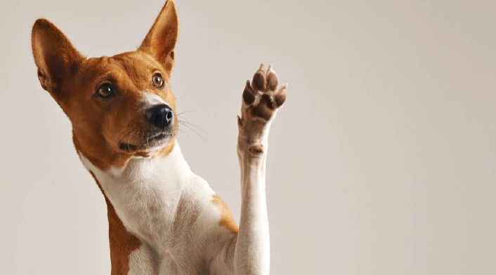 Perrito hace curiosa aparición en la iglesia Perrito hace curiosa aparición en la iglesia-imagen de referencia