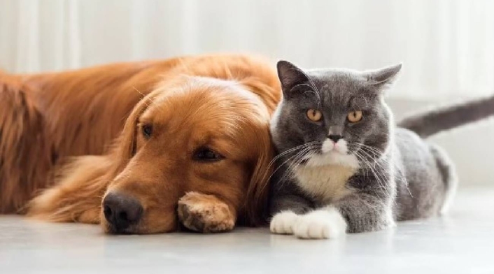 Perros y gatos Perros y gatos