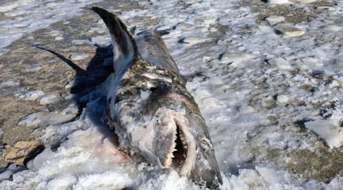 Tiburón congelado en la playa Tiburón congelado