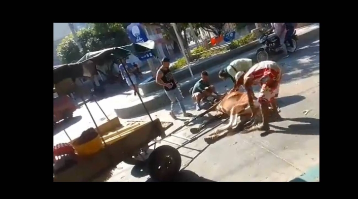 Un caballo se desplomó Un caballo se desplomó