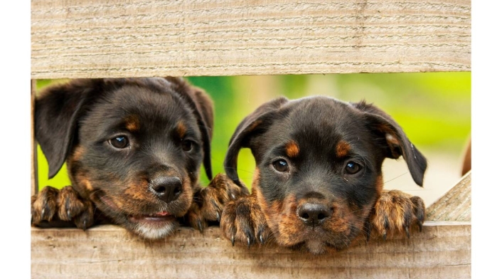 Perros y sus gases cuál es la causa? Cómo evitar los gases en los perros