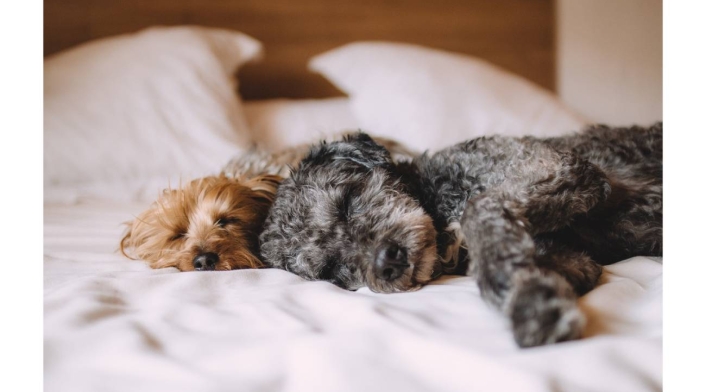 ¿Para qué sirve el Meloxicam en perros? ¿Para qué sirve el Meloxicam en perros?