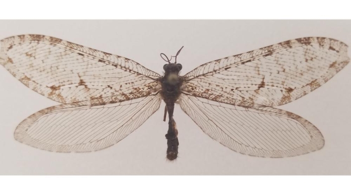 Insecto gigante Insecto gigante