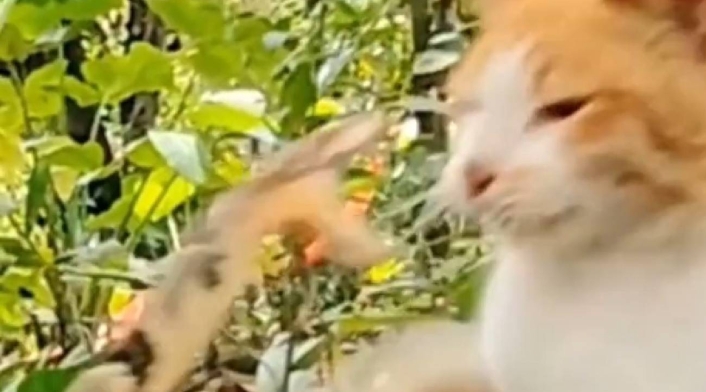 Ataque a GATO Ataque a GATO