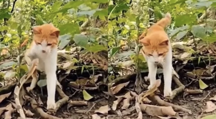 gato y serpiente: pelea viral