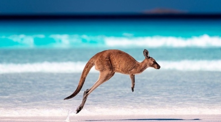 ¿A qué hora se ven los canguros en Lucky Bay? ¿A qué hora se ven los canguros en Lucky Bay?