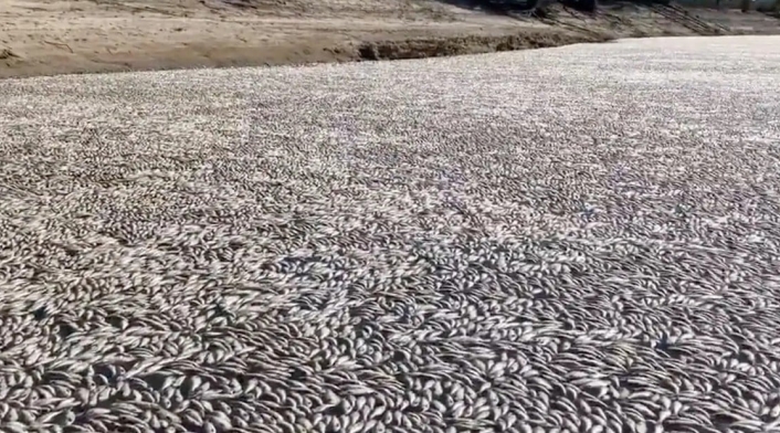 Peces muertos en un río de Australia Peces muertos en un río de Australia