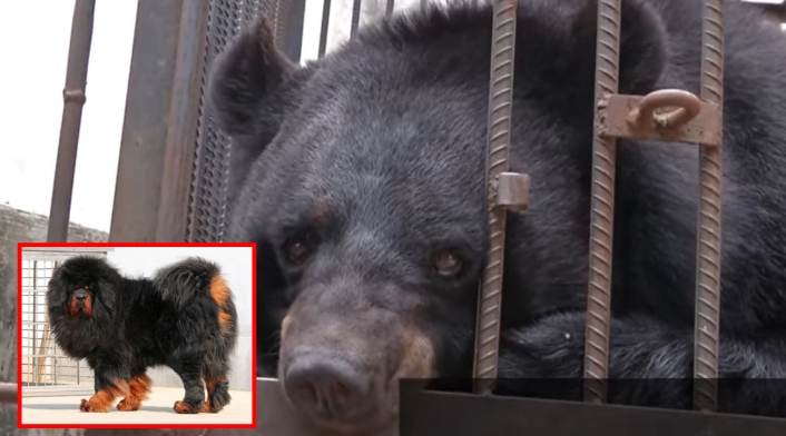 Cumplieron el sueño de adoptar un "perro" pero años después descubrieron que era un oso extinto Cumplieron el sueño de adoptar un "perro" pero años después descubrieron que era un oso extinto