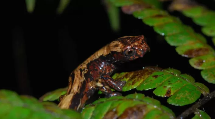 Bolitoglossa muisca Bolitoglossa muisca