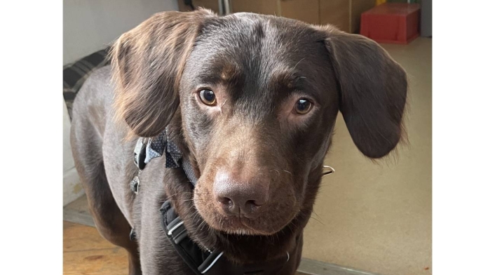 Coco, el perro diagnosticado con alcoholismo Coco, el perro diagnosticado con alcoholismo