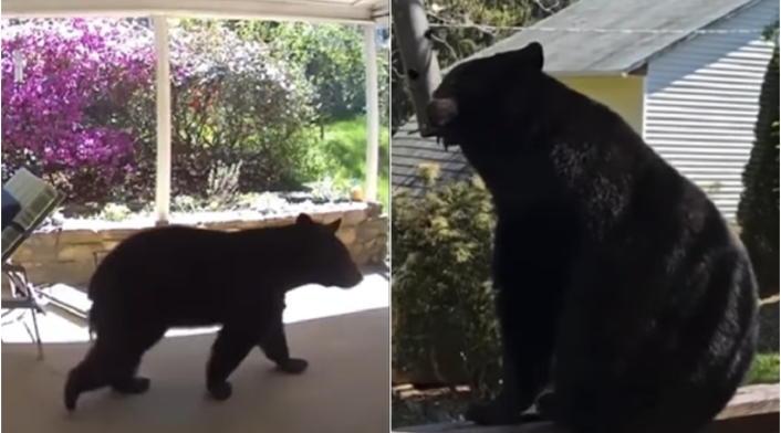 Video de un oso en casa de un hombre Video de un oso en casa de un hombre
