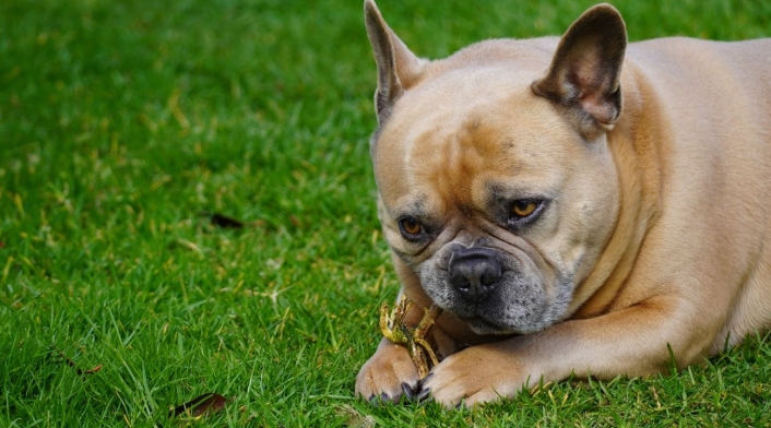 Alpina lanza innovador alimento para mascotas Alpina lanza innovador alimento para mascotas