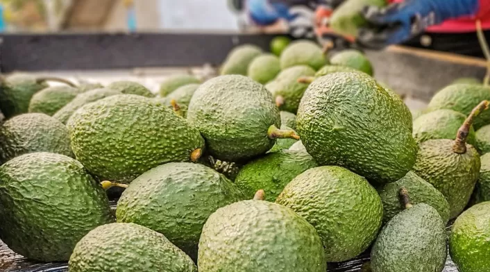 Aguacate