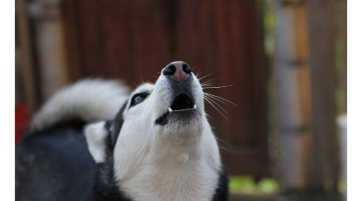 Cáncer en animales: perro se salva de enorme tumor en hocico