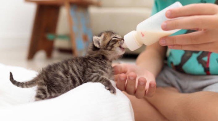 Cuidador de gatos en Canadá tiene el mismo sueldo de un gerente en Colombia Cuidador de gatos en Canadá tiene el mismo sueldo de un gerente en Colombia