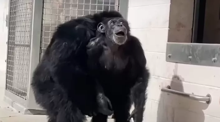Chimpancé Chimpancé